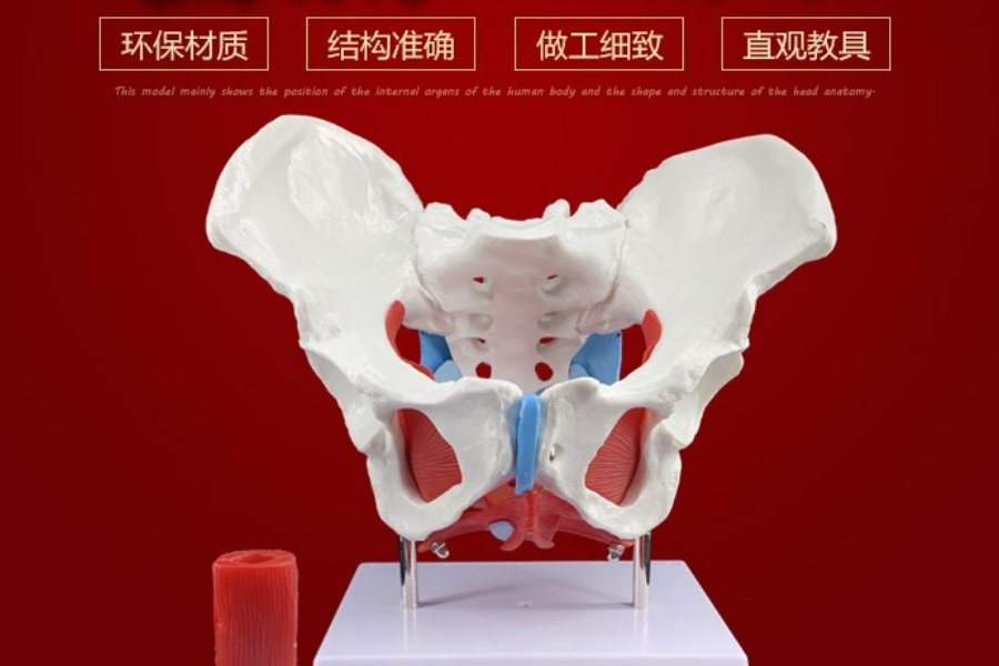 产后康复必做项目之盆底肌修复：盆底肌组成结构